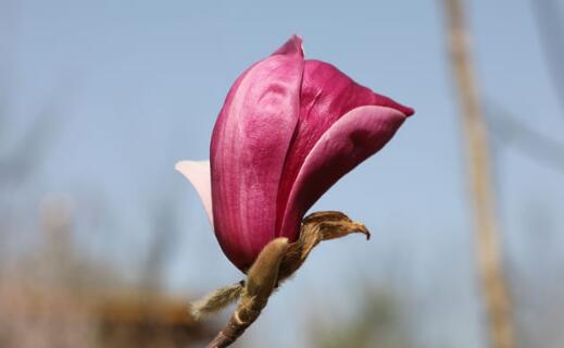 ӢQȾҕܓp,ӢȺwָʲô